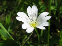 セラスチウム・写真1