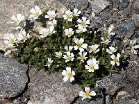 セラスチウム・写真3