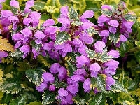 ラミウム・写真1