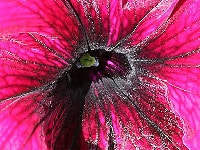 ペチュニア・写真3