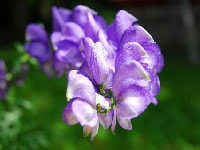 デルフィ二ウム・写真3