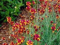 リナリア・写真1