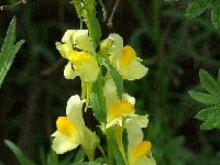 リナリア・写真3