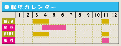栽培カレンダー・アジュガ