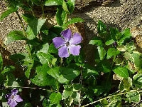 ツルニチニチソウ・写真1