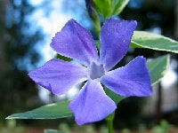 ツルニチニチソウ・写真2