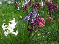 ヒアシンス・写真1