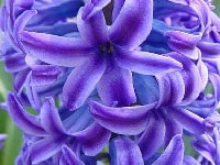 ヒアシンス・写真3