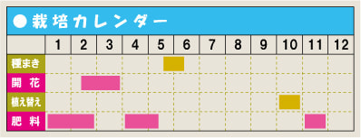 栽培カレンダー・ヒアシンス