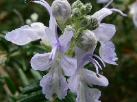 ローズマリー・写真3