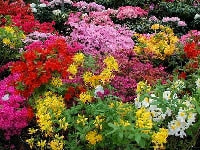 シャクナゲ・写真1