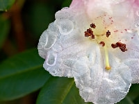 シャクナゲ・写真3