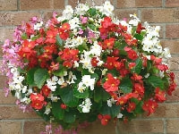 ベゴニア・センパフローレンス・写真1