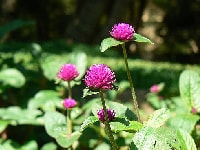 センニチコウ・写真1