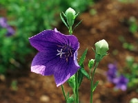 カンパニュラ・写真3