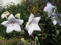 キキョウ・写真1