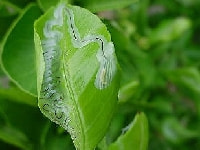 ミカンハモグリガの幼虫と食害痕(害虫）・写真1
