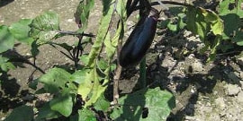 病害虫防除・コンパニオンプランツ