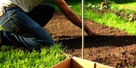 植えつけと水やり