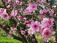 ウメの花・写真2