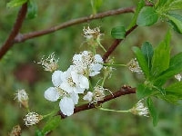 スモモの花・写真2