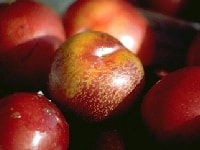 スモモの実・写真3