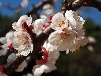 アンズの花・写真2