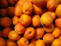 アンズの実・写真3