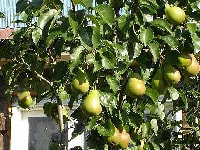 セイヨウナシ・写真1