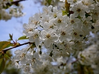 サクランボの花・写真2
