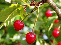 サクランボの実・写真3