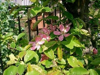 カリンの花・写真2