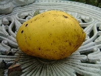 カリンの実・写真3