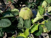 マルメロ・写真1