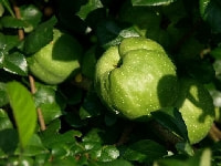 マルメロの花・写真2