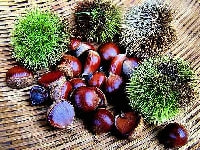 クリの実・写真3