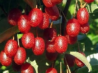 グミの実・写真3