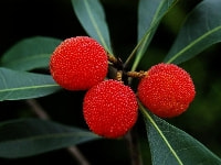 ヤマモモ・写真1