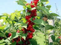 ユスラウメ・写真1