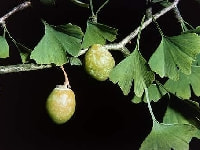 ギンナン・写真1