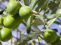 オリーブ・写真1