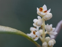 オリーブの花・写真2