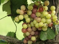 ブドウ・写真1
