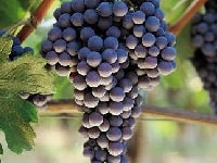 ブドウ・写真2
