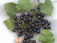 ブドウの実・写真3