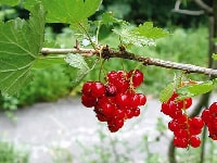 フサスグリ・写真1