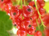 フサスグリの実・写真3