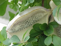 アケビの実・写真3