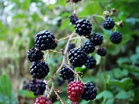 ブラックベリー・写真1