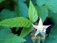 ラズベリーの花・写真2
